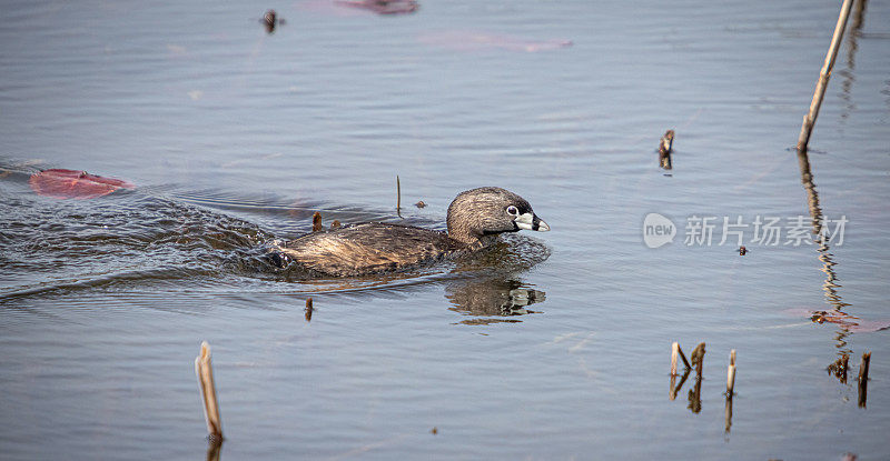 各种各样的账单grebe, pid -billed grebe, American dabchick。